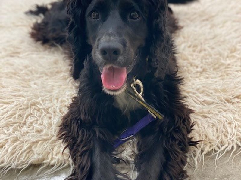 Cocker Spaniel dogs and puppies for rehoming or adoption in Basingstoke