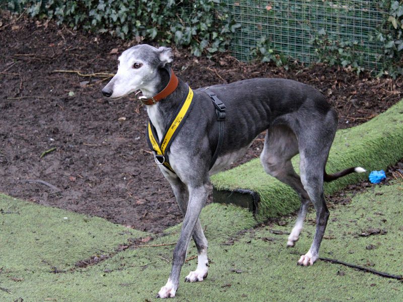 Mouse | Greyhound | Merseyside (Liverpool) - 1