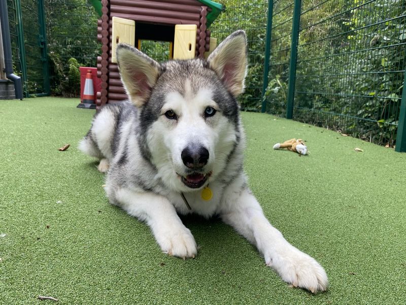 Alaskan Malamutes for sale in Ilfracombe, North Devon