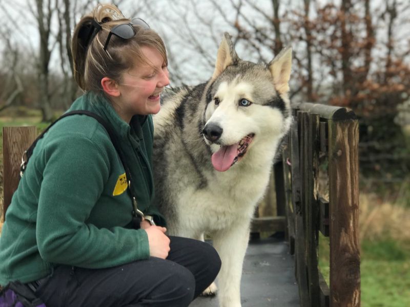 Malamute Puppies for sale in North Devon