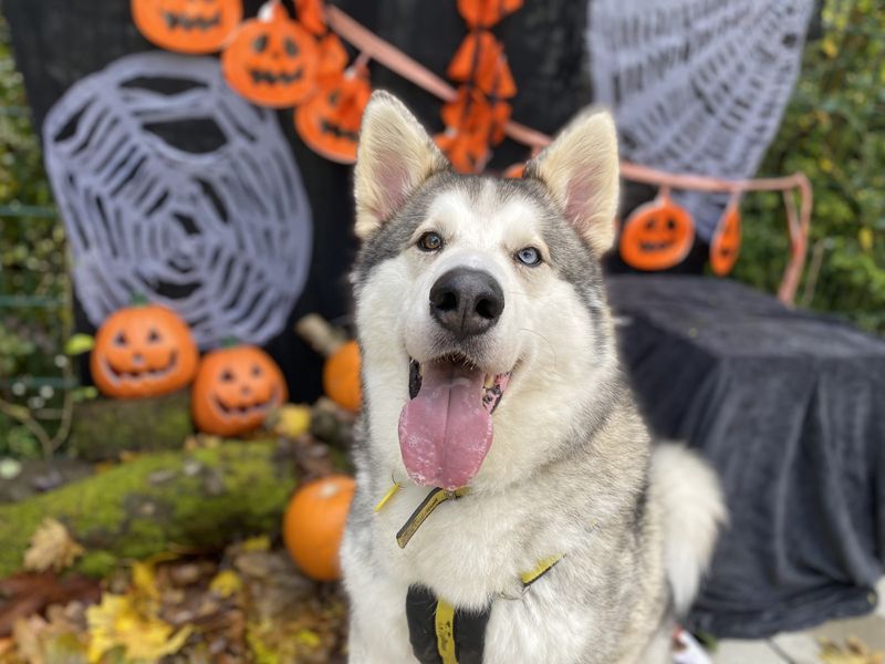 Diesel | Alaskan Malamute Cross | Ilfracombe - 1