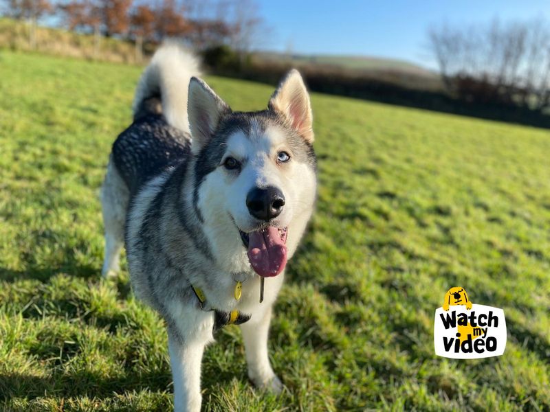 Diesel | Alaskan Malamute Cross | Ilfracombe - 1