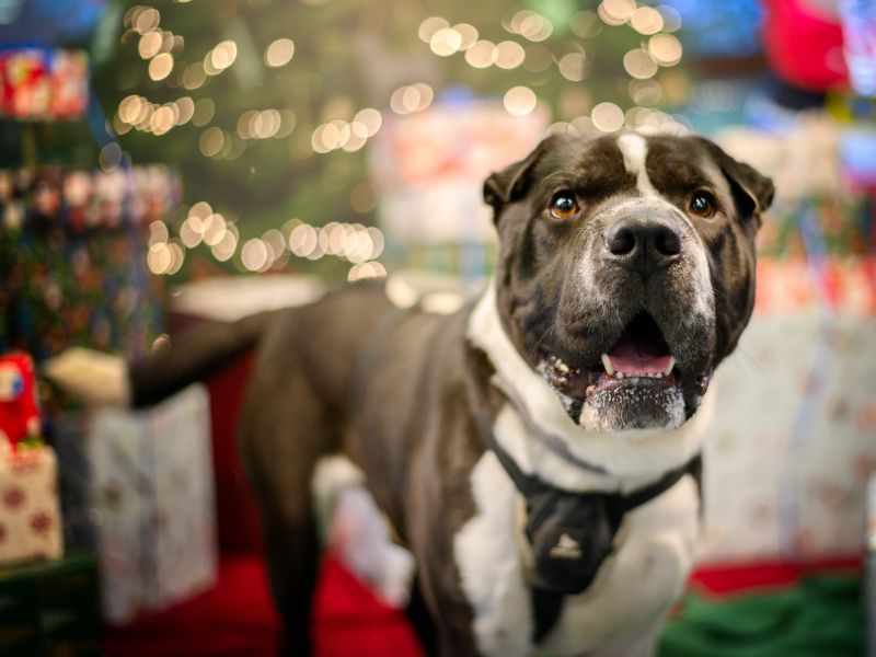 Zeus | Shar Pei Cross | Kenilworth (West Midlands) - 1