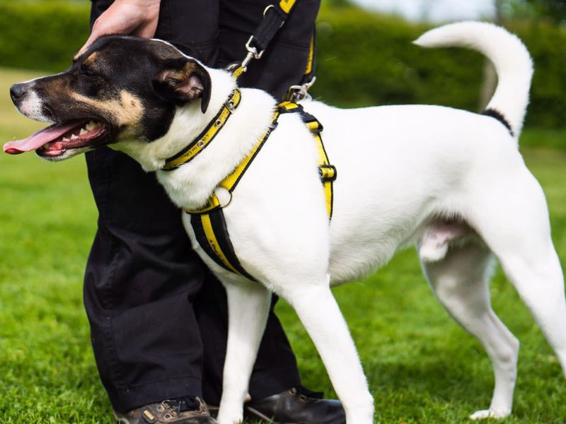 Milo for sale in Telford - Image 1