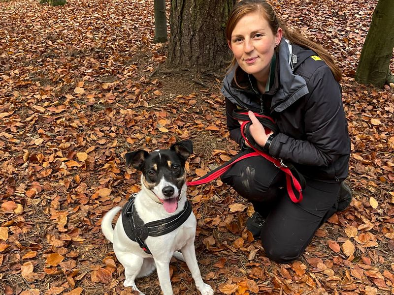 Jack Russells for sale in Telford