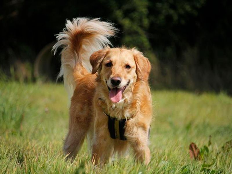 Golden retriever best sale rescue yorkshire