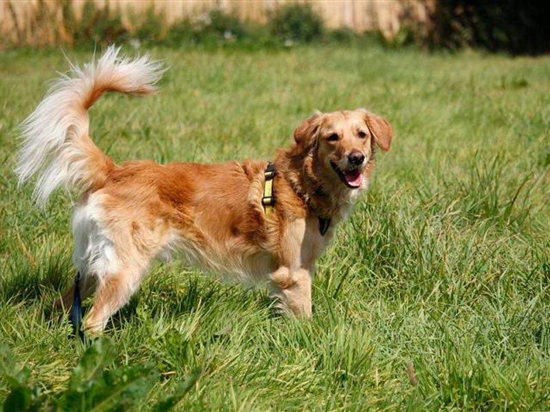 Golden Retriever dogs and puppies for rehoming or adoption in Boys ...