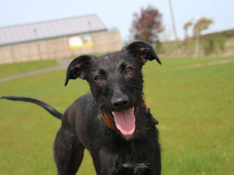 Lurcher best sale dogs trust