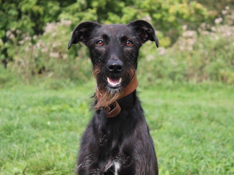 Irish 2024 lurcher rescue