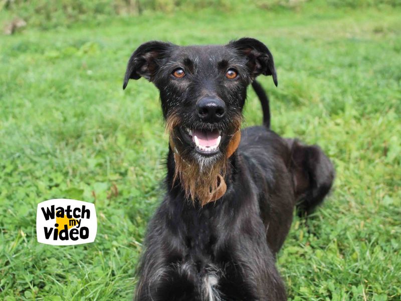 Maggie | Lurcher | Darlington - 1