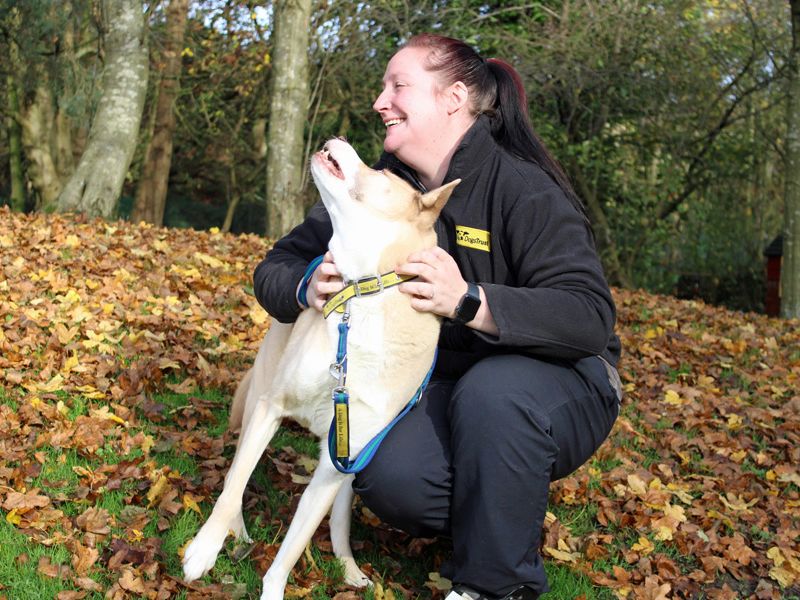 Blue | Siberian Husky | Merseyside (Liverpool) - 1