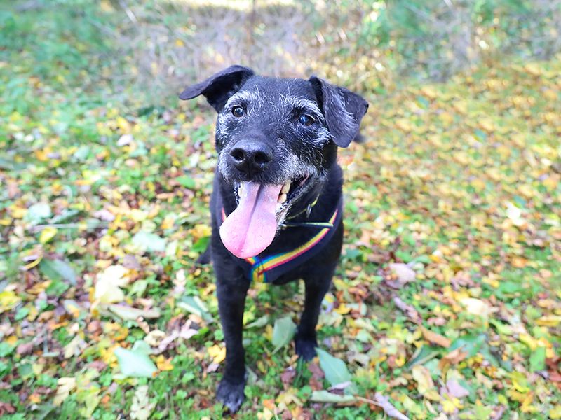 are patterdale terriers intelligent