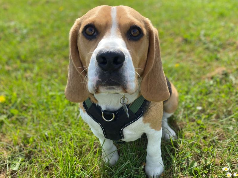 Beagle shelter near sales me