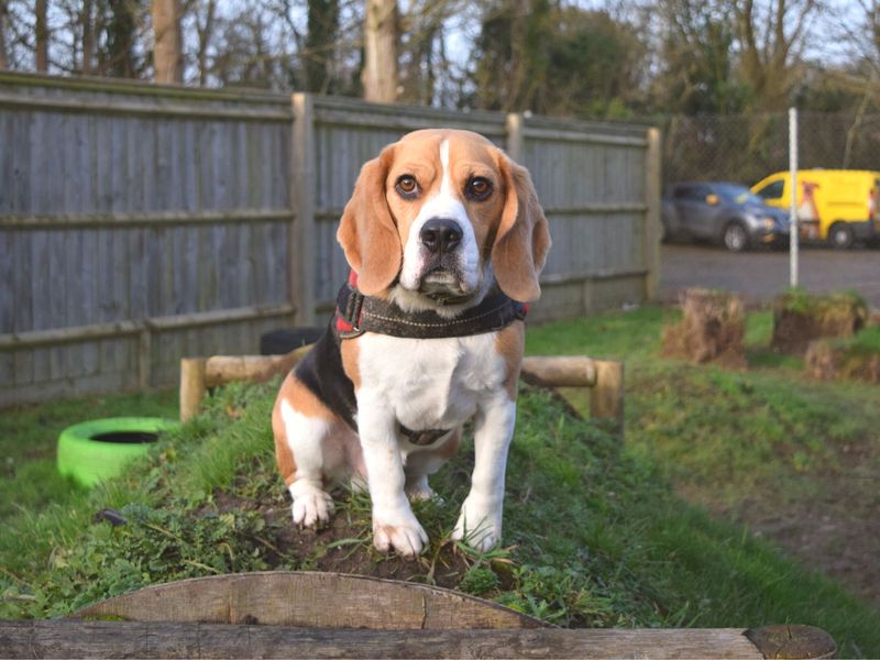 Beagle Puppies for sale