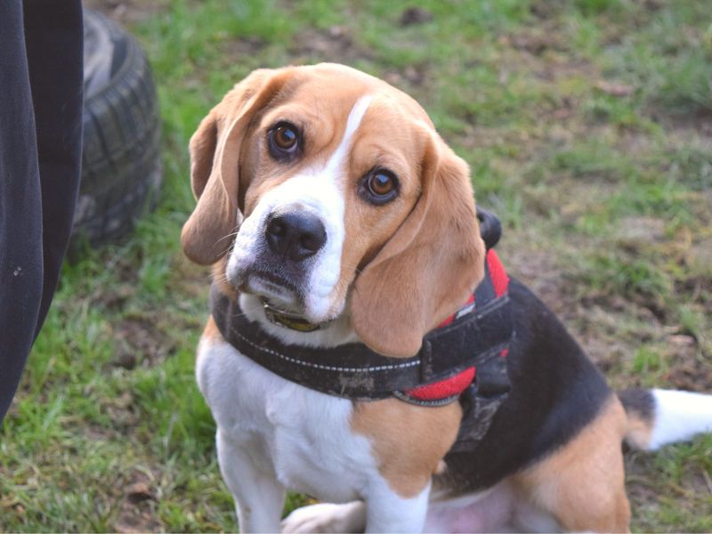 Beagle shelter near sales me