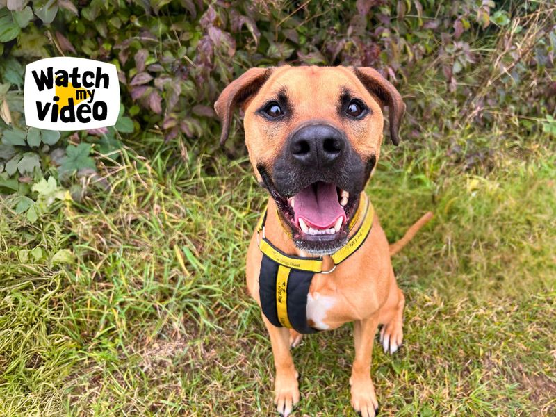 Simba | Terrier (Staffordshire Bull) Cross | Salisbury (Wiltshire) - 1