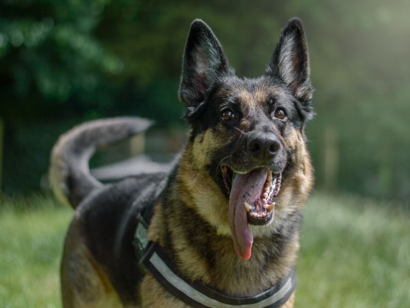 German Shepherd Puppies for sale in Warks