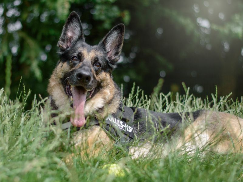 German Shepherd Puppies for sale