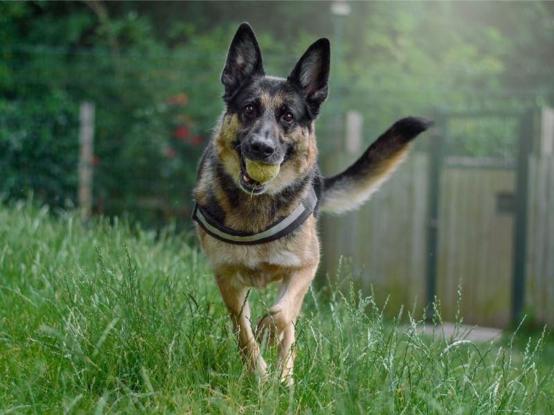 German Shepherds for sale in Kenilworth, Warks