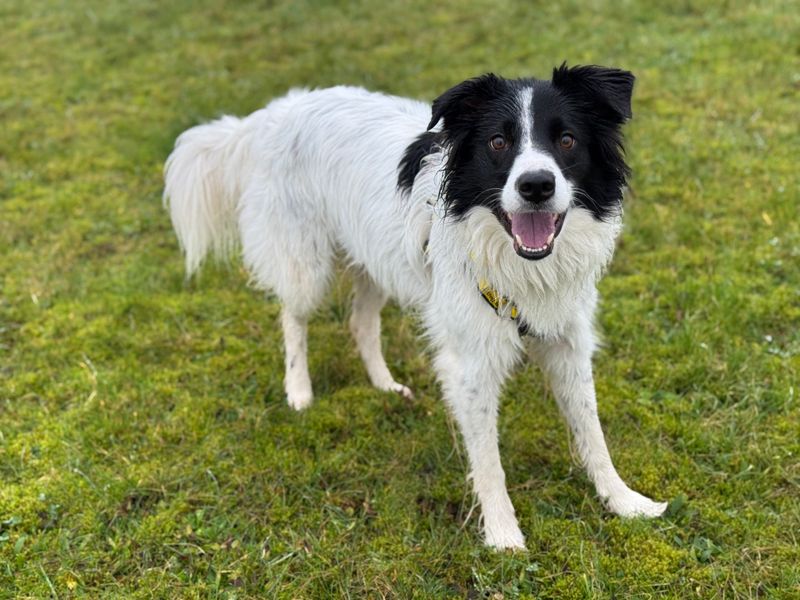 Molly for sale in Newton Tony, Wiltshire - Image 2