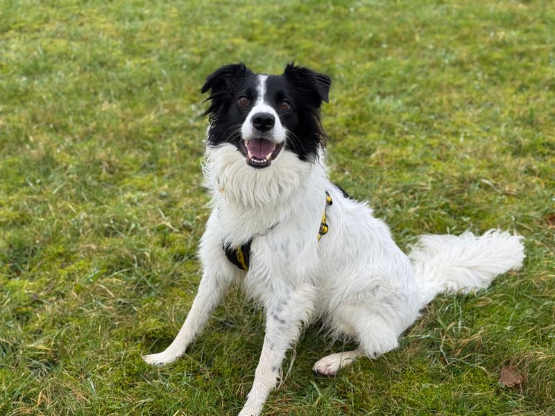 Molly for sale in Newton Tony, Wiltshire