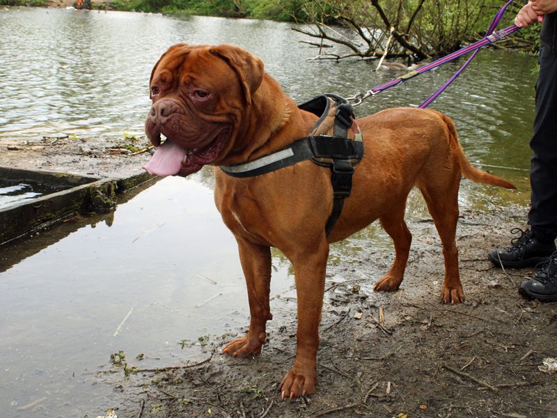 Dogue de hot sale bordeaux rehome