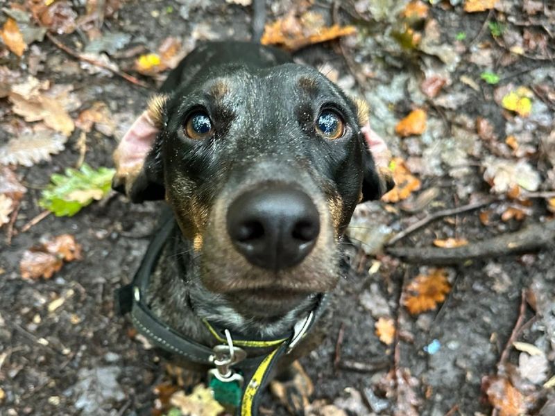 Dachshund Puppies for sale