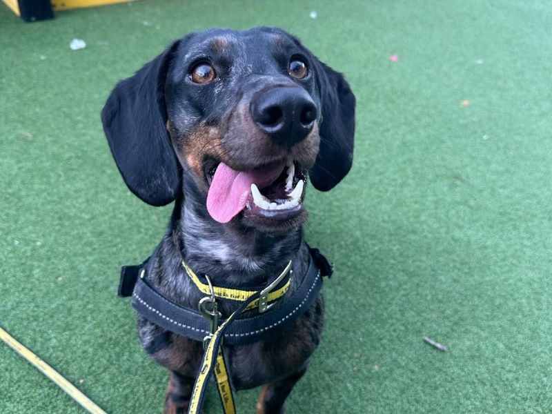 Dachshunds for sale in Chestfield, Kent