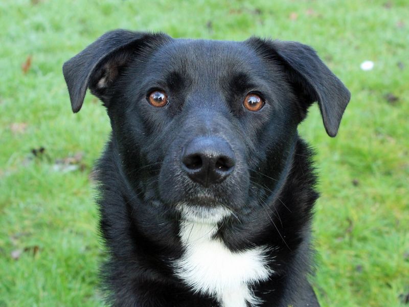 Toby for sale in Liverpool, Merseyside - Image 1