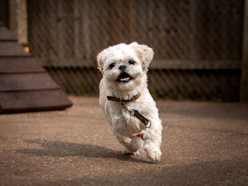 Toby | Shih Tzu | Kenilworth (West Midlands) - 1