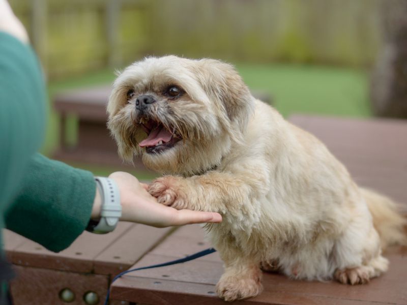 Toby for sale in Kenilworth, Warks - Image 7