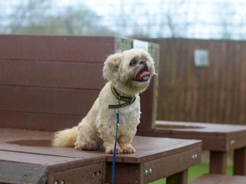 Toby for sale in Kenilworth, Warks - Image 8