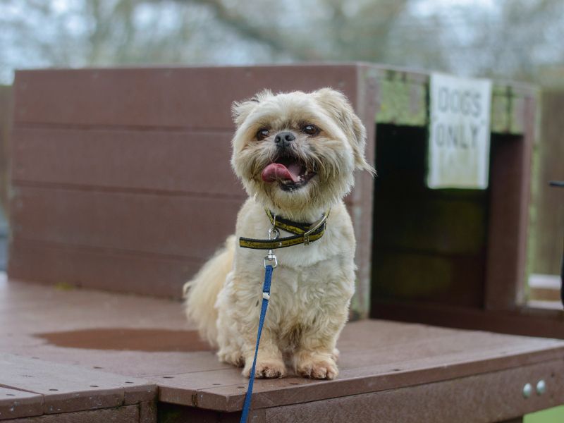 Toby for sale in Kenilworth, Warks - Image 6