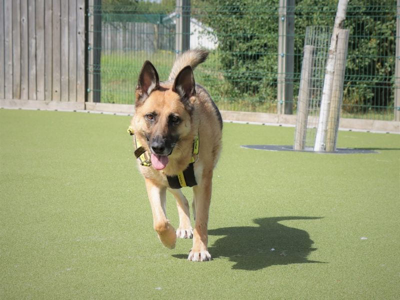 German Shepherds for sale in Evesham, Worcestershire