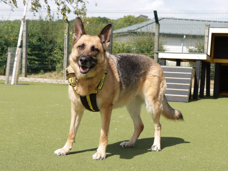 German Shepherd Puppies for sale