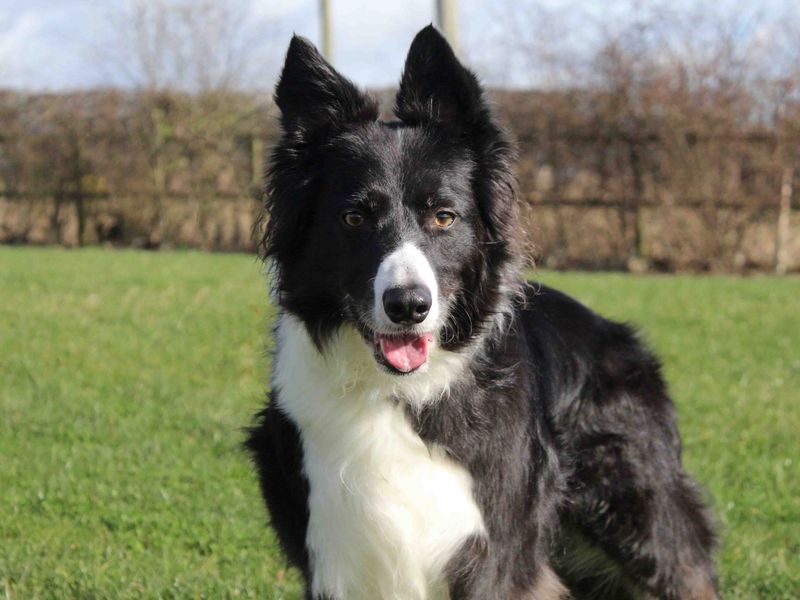 Adopt a border 2024 collie near me