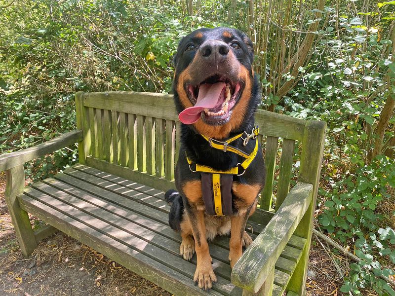 Izzy | Rottweiler Cross | Basildon (Essex) - 1