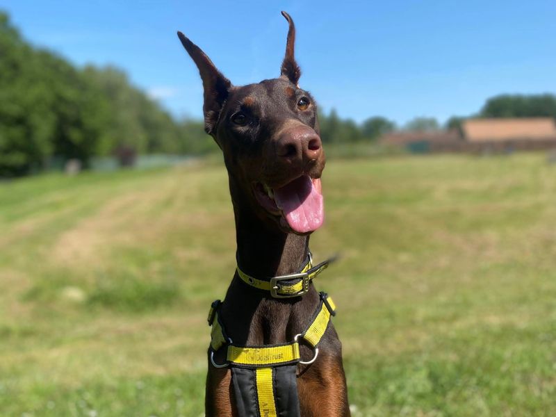 Doberman rescues near store me