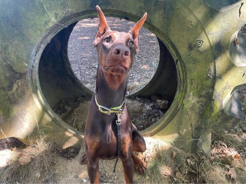 Doberman rehoming sale