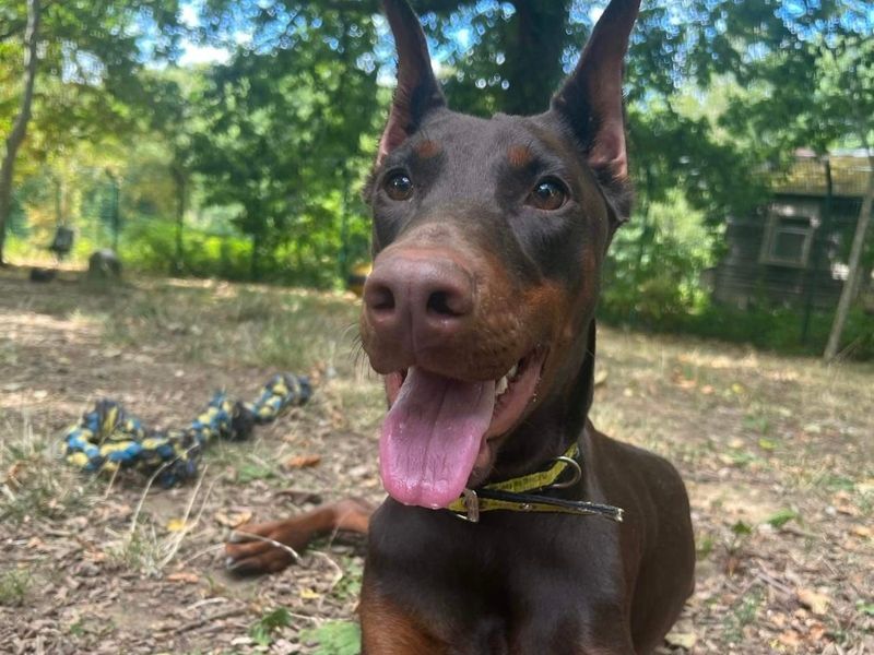 Sweet home best sale doberman rescue