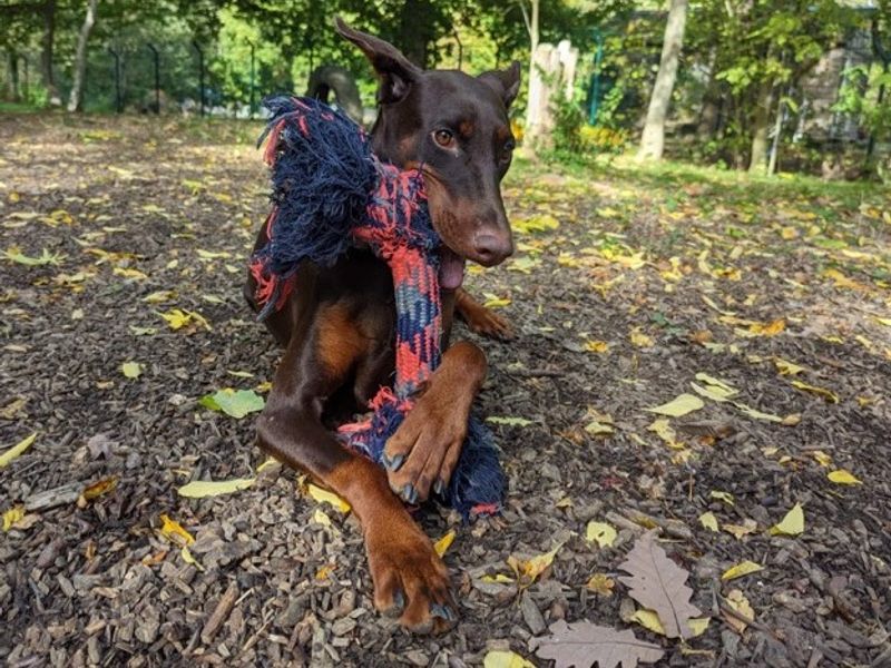 Doberman puppies for adoption near sale me