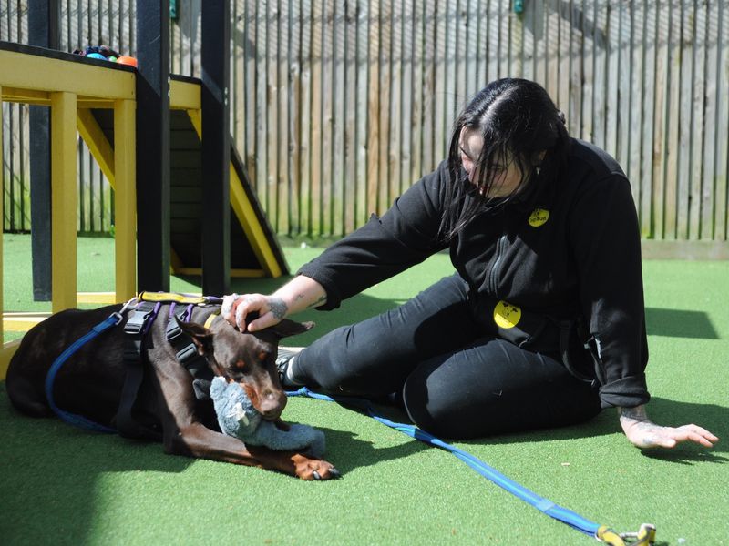 Astrid | Dobermann | Canterbury - 1