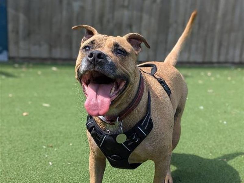 Rosie | Terrier (Staffordshire Bull) Cross | Shrewsbury (Shropshire) - 1