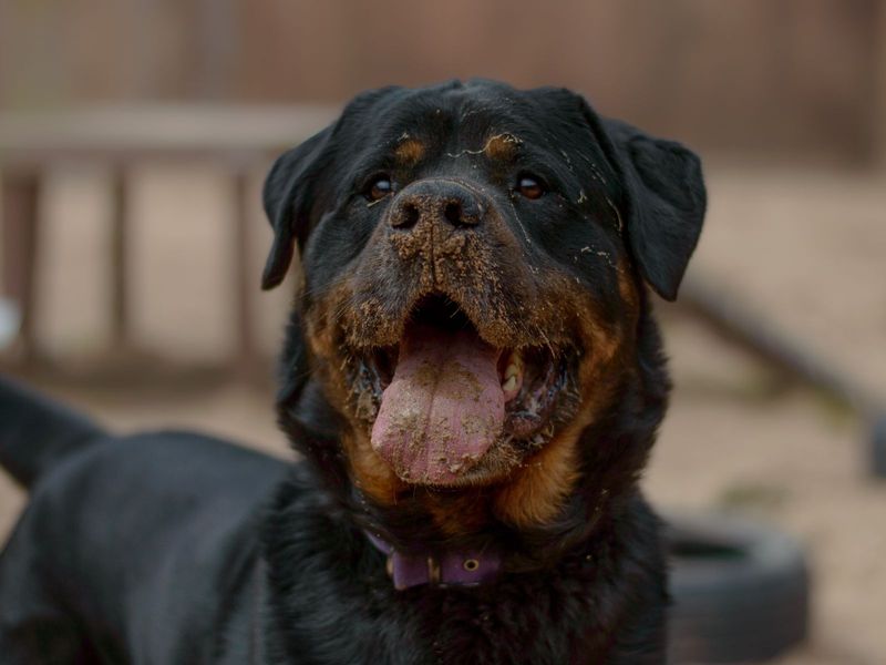 Adopt a Rottweiler Rescue Dog | Ragnar | Dogs Trust