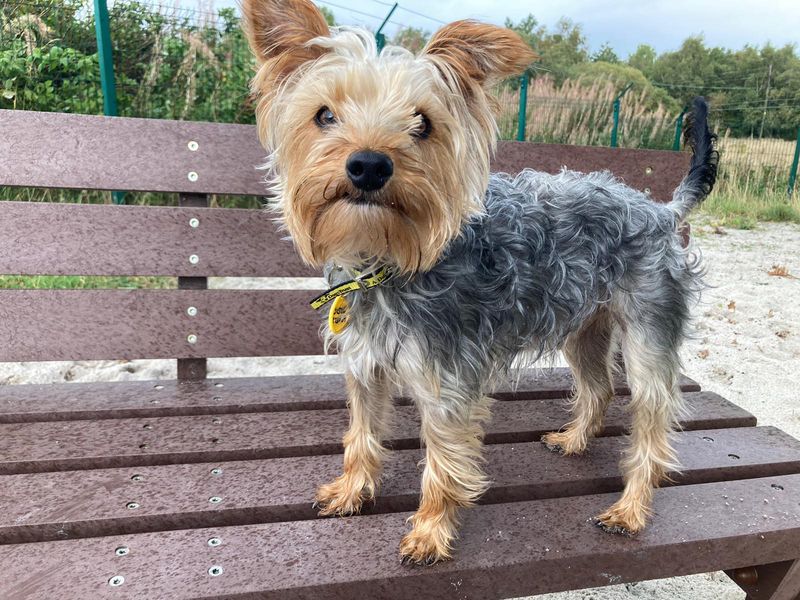 Yorkie mix puppies for 2024 adoption