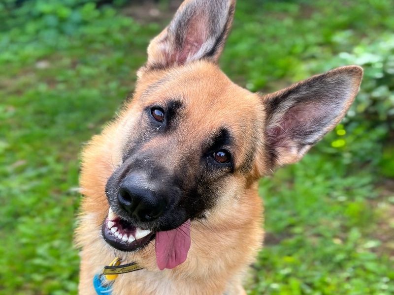 Adopt a German Shepherd Dog Rescue Dog | Derby | Dogs Trust