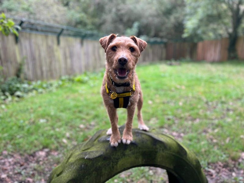 Red patterdale shops terrier