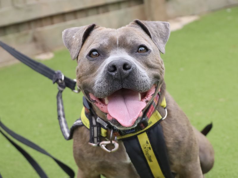 Blue | Terrier (Staffordshire Bull) Cross | Leeds - 1