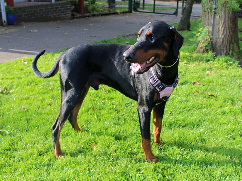 Doberman Puppies for sale