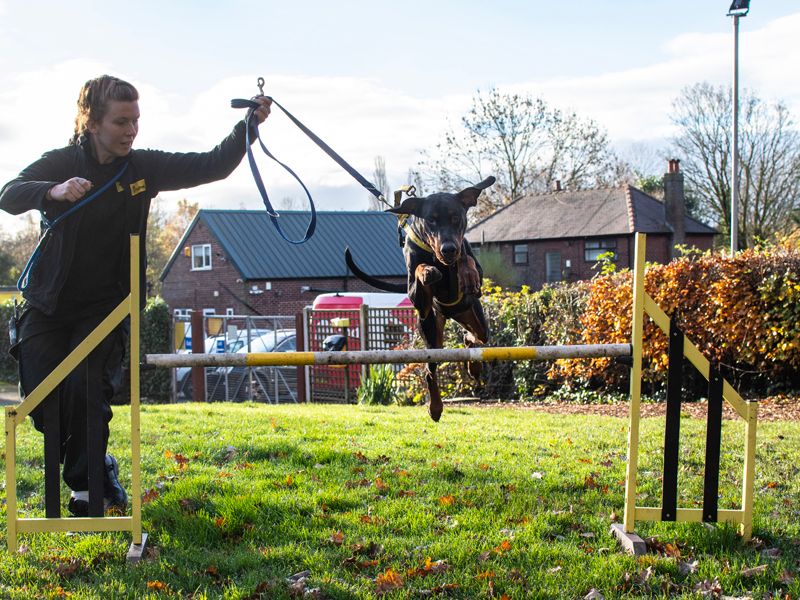 Max | Dobermann | Newbury (Berkshire) - 1